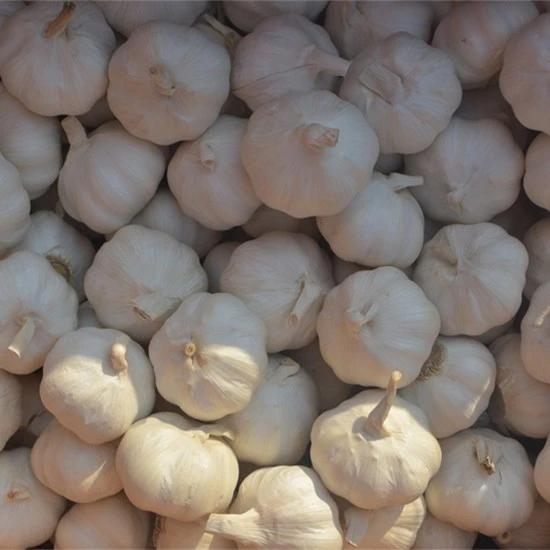 White Garlic White Garlic